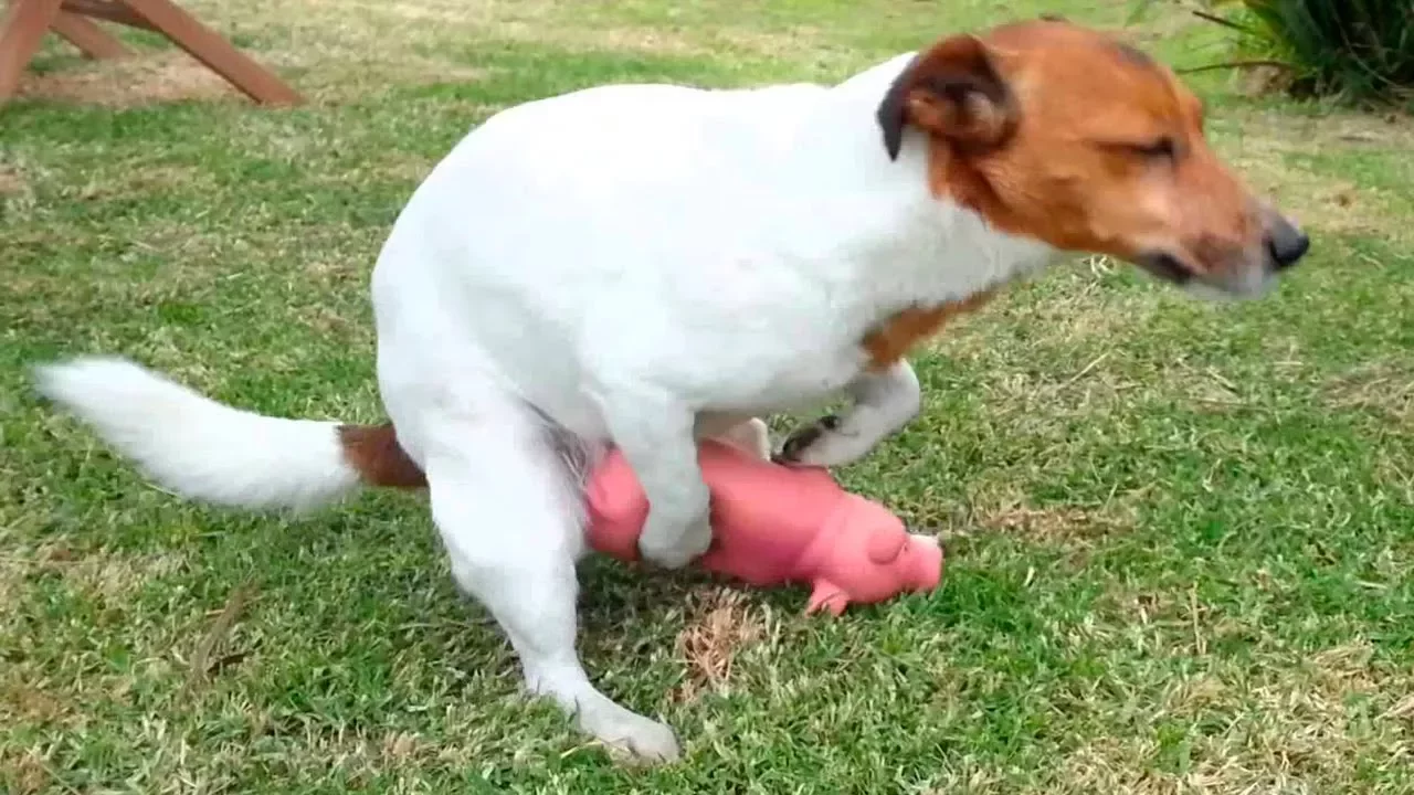 Humpy Dogs Fails - Funny Dogs Fails - Dog Hump Fails Compilation