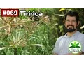 Download Lagu Saúde Pelas Plantas - Tiririca [AVC, câncer, anti-alérgico, febre, colesterol]