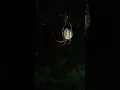 Beautiful huge spider in Minnesota