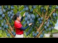 Download Lagu Harvesting Giant Blue Plum \u0026 Making Turtle Meat Wrapped in White Radish...Sold Out Fast