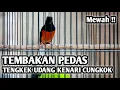 Download Lagu MURAI BATU MEDAN GACOR FULL ISIAN TEMBAKAN PEDAS, ISIAN TENGKEK UDANG KENARI CUCAK CUNGKOK
