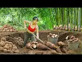 Download Lagu TIMELAPSE -- Harvest Digging 1000+ Unique Giant Wild Tubers, Go to Market Sell | Cooking Wild Tubers