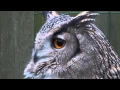 Lagu Eurasian Eagle Owl Hooting