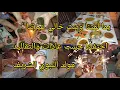 Download Lagu كلاني فمي حبيت نحكي في هذه المناسبه فيها لماذا البيوت العائلة تشتت والله نضرينه صلة الرحم كامل راحت