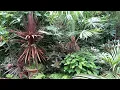Download Lagu Our Small Dutch Jungle Garden, July 2024