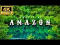 Download Lagu 4K Amazon Rainforest Secrets – Discover the Untamed Wildlife of the Jungle
