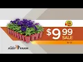 Flowers and Vegetables at Fleet Farm s Garden Center