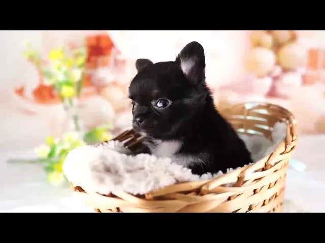 動画