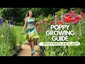 The Definitive Guide to Growing Poppies