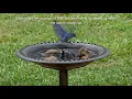Bird Bath Solar Fountains - Finally one birds like