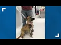 Dog found shot in the neck in Allegan County