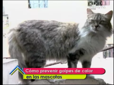 Cómo prevenir golpes de calor en las mascotas