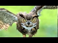 owl sound effects - efek suara burung hantu