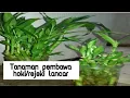 Download Lagu Manfaat bunga bambu srirejeki || pembawa keberuntungan ||