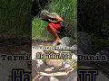Download Lagu Termiskin Di Dunia . Hamdan ATT #dangdut #music #bumiayutoday #iloveindonesia #nostalgiajamandulu