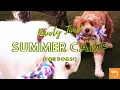 Summer Camp for dogs at Wag Hotels