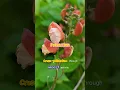 Download Lagu Phaseolus coccineus | scarlet runner bean | #botany #shorts #beans
