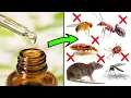 How to Deter Pests Using Essential Oils - ANTS COCKROACHES FLIES MOSQUITOES MITES MICE RATS