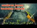 Download Lagu Masteran tembakan mewah 🔥🔥brinji tungir dan cucak cungkok