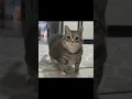Download Lagu U I A OIIA Cat meme