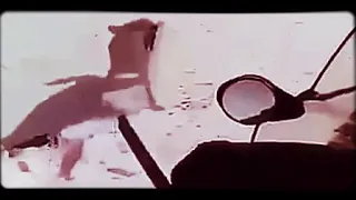 هجوم ذئب على صياد حالات واتساب اجمل ما قيل عن ذئب 