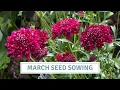 Download Lagu How to Grow Gorgeous Cut Flowers from Seed | Statice, Scabiosa, Rudbeckia \u0026 Toadflax// Cottoverdi