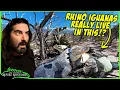 I Finally Found Rhino Iguanas in the WILD Are we keeping them correctly