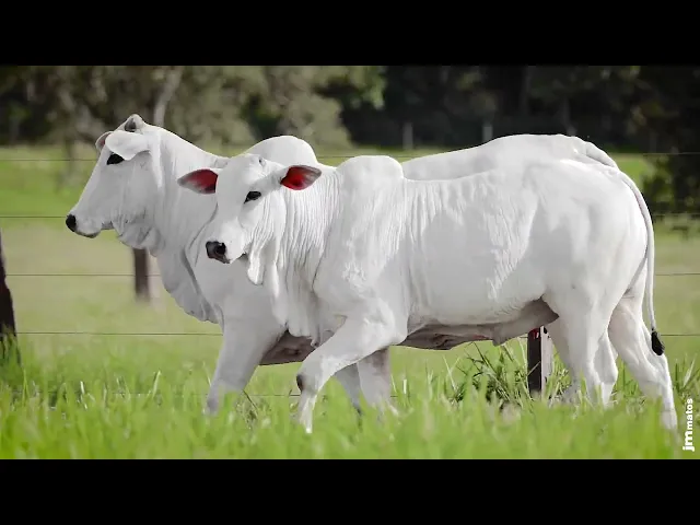 Matriz Nelore AFOM - 4252