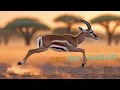 Super Fast Gazelles Learn About Nature s Speedsters