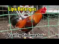 Download Lagu Mga Pumpkin sa Lipa Batangas