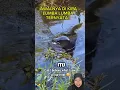 Download Lagu Kirain lumba lumba sama anjing laut ternyata #sidat #sidatraksasa #eel #eel_fish