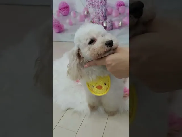 動画