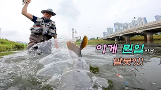 30센치 수심에 8짜가 올라온다. (30cm deep to 80cm carp)- 2026 fly fishing EP8(Carp On The Fly 잉어 플라이 낚시)