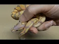 Banana Enchi Ball Python Clutch