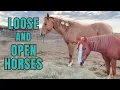 Bowie Horse Auction AND PRICES