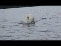 Download Lagu Mute swan family feeds on seeds, cob John shoes his dominance when coming for the feeding session.
