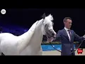 Download Lagu N.149 AL KHATAB AL THANI - Paris 2018 - Senior Stallions (Class CM 6B)