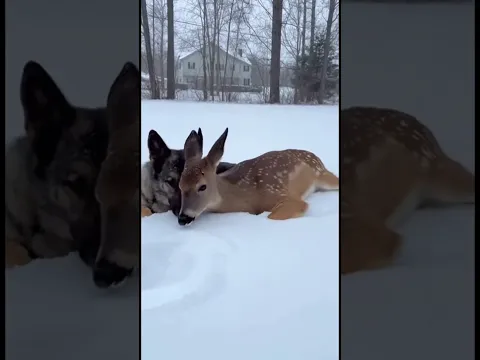 Kindness 🐾 Dog and Deer Share a Snowy Bond #kindness #snowyfriendship #shorts