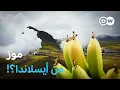 Lagu وثائقي | معجزة الزراعة في أيسلندا - كيف تُستخدم الطاقة البركانية في الزراعة | وثائقية دي دبليو