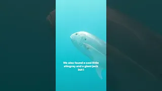 Checking out 👀 who’s living below our home 🏡