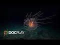 Lagu Deep Rising | Official Trailer | DocPlay