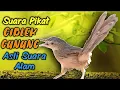 Download Lagu Suara pikat Ciblek Gunung (suara ciblek gunung asli di alam)