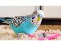 Download Lagu Budgie singing to mirror | Parakeet Sounds
