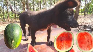 Download Puppies know how to eat watermelon CKCK Video MP3