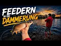 All-round feeder fishing on the Rhine - Despite low water levels