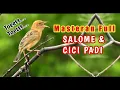 Download Lagu Masteran Full Salome Cici Padi Bongkar Suara Tooet