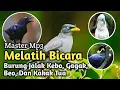 Master Jalak Kebo Ngomong Master Burung Jalak Gagak Beo Kakak Tua Berbicara