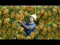 Download Lagu Harvest 1000kg Of Huong Chi Longan To Sell At The Market, Pick Strange Fruit Bon Bon | Hà Rural Life