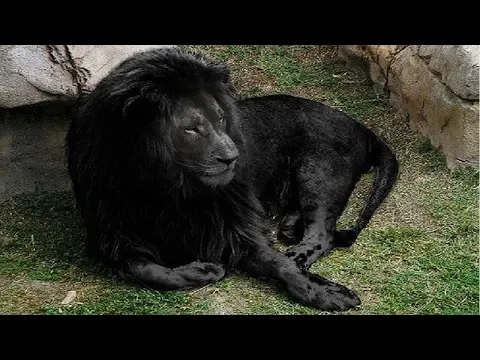 Download MP3 10 Most Unique Lions in the World!