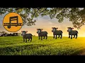 Baa Baa Black Sheep | Baby Sleep Lullaby - 90 minutes | Baby Snooze TV